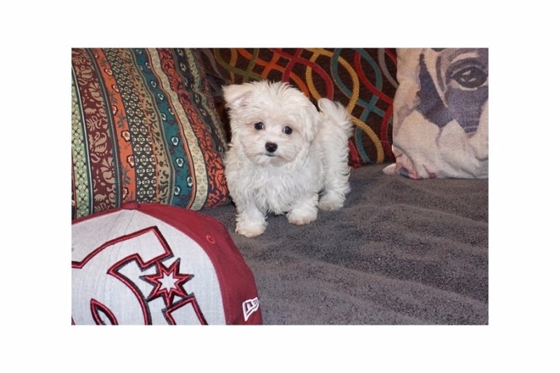 Beautiful Maltese puppeis for new homes 