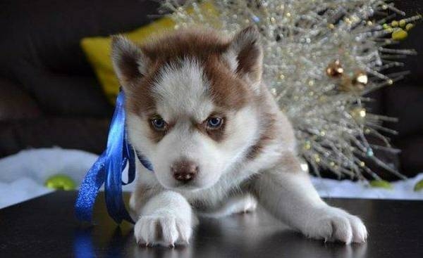 BLUE EYED SIBERIAN HUSKY NEEDS TO BE-REHOMED