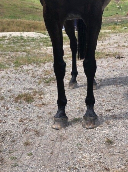 Aussie Stock Horse 11 year old 