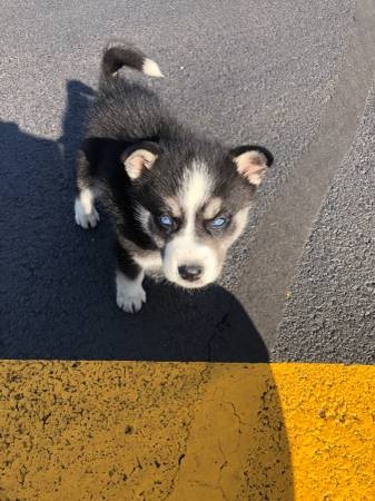 Pure Bred Full Pedigree Siberian Husky Pups